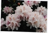 Rhodo Mollie's Gift